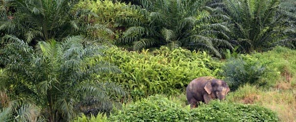 Gabon : Olam face à l’escalade du conflit homme-éléphant dans ses palmeraies