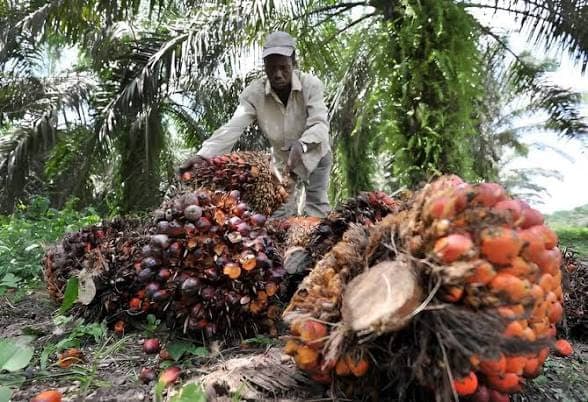 Côte d&rsquo;Ivoire : Le palmier à huile et le coco au cœur d&rsquo;un plan d&rsquo;investissement de 1077 milliards FCFA pour accélérer la création de valeur