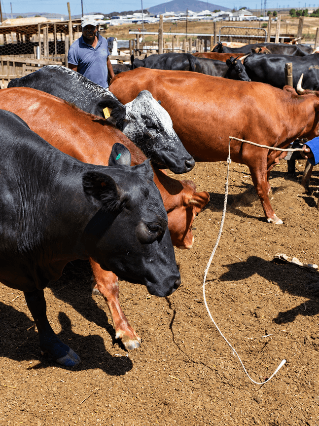 La fièvre aphteuse grippe les exportations namibiennes
